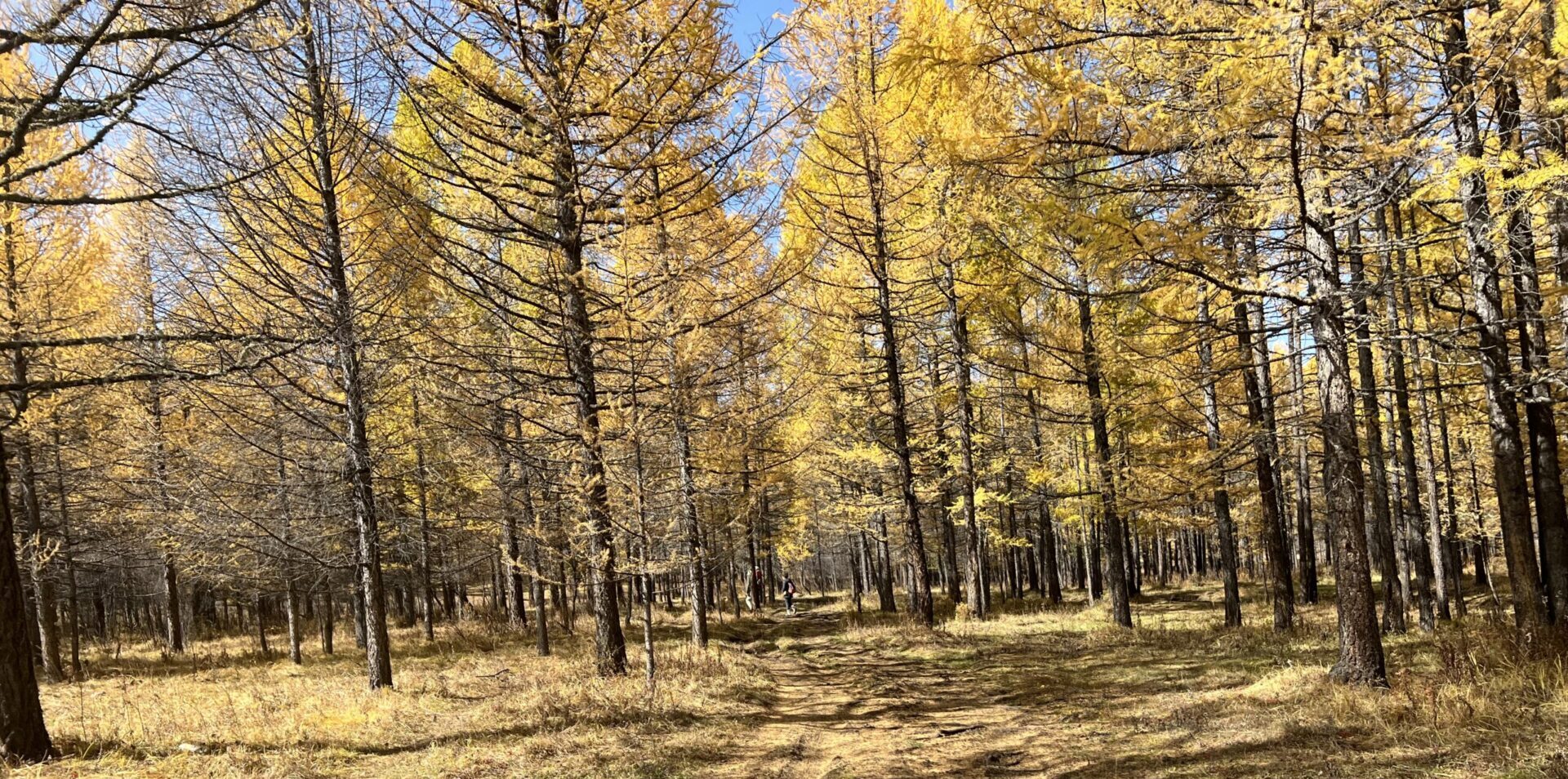 golden trees